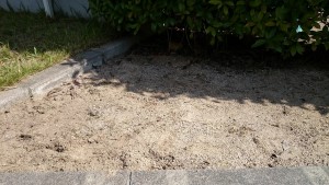 草抜き20151011after